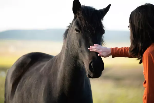 Découverte Sensorielle avec les Chevaux : Connexion Authentique et Mieux-Être