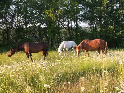 Le rôle des chevaux au Havre Sacré